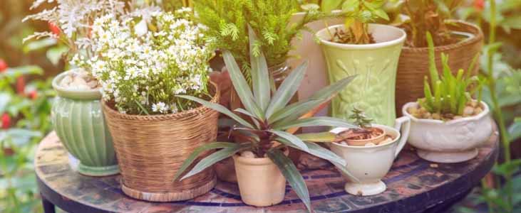 Choosing The Garden Pots 