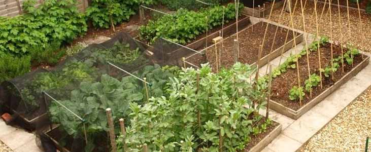 Top 7 Tips To Set Up a Kitchen Garden in Kerala: PVS Builders