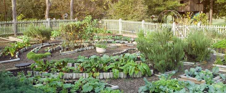 -good-kitchen-garden-in-kerala