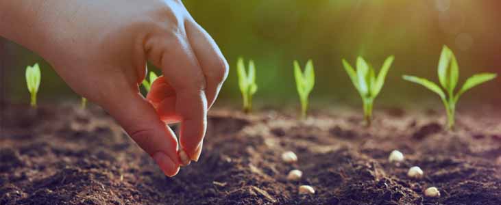 kitchen-garden-seeds-in-kerala