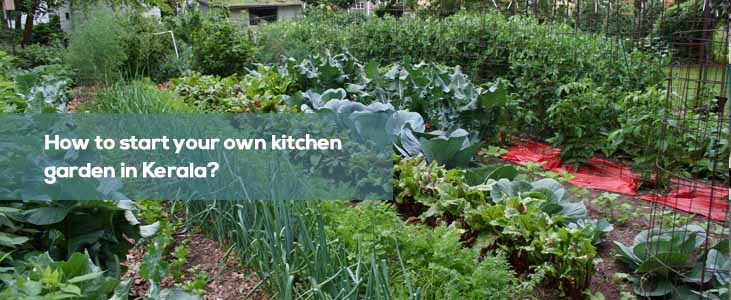 Kitchen Garden in kerala