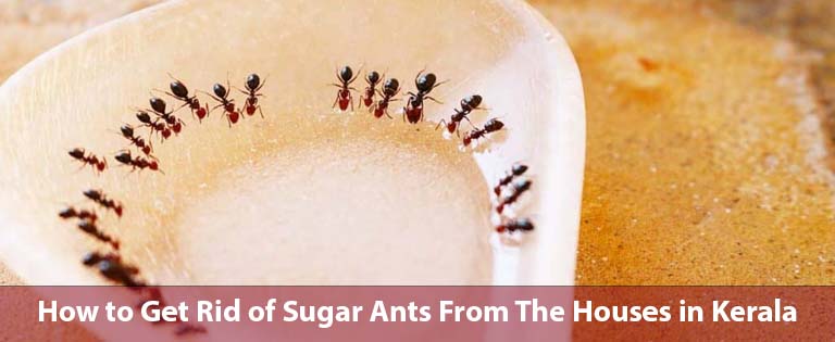 How to get rid of sugar ants in the house