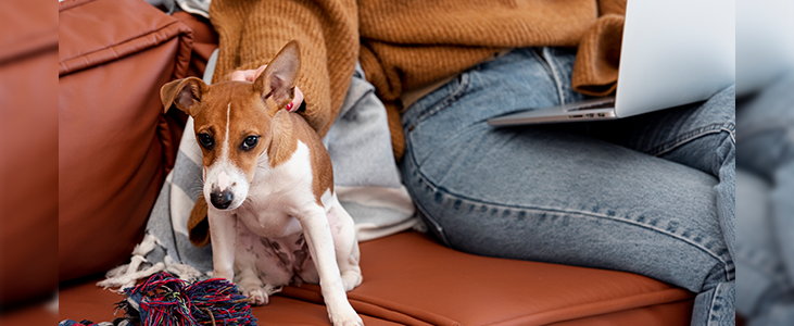 Tips for Pet Owners