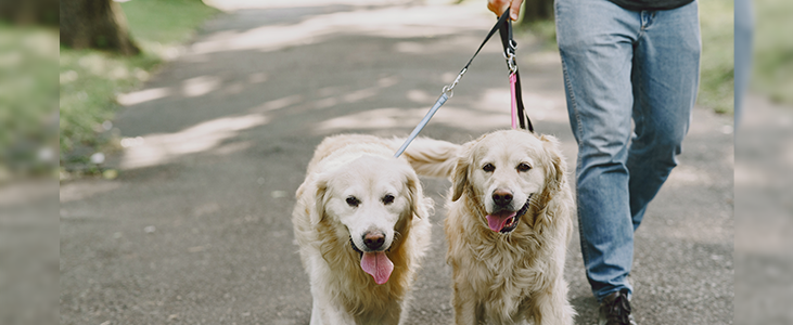Tips for Pet Owners